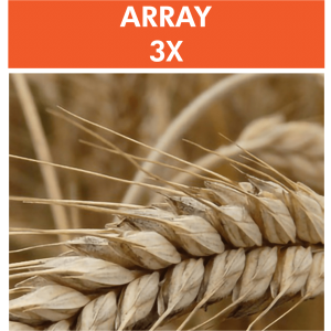 Array 3X – Wheat/Gluten Proteome Reactivity & Autoimmunity
